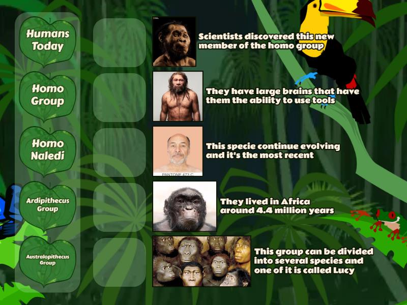 Humans evolution - Match up