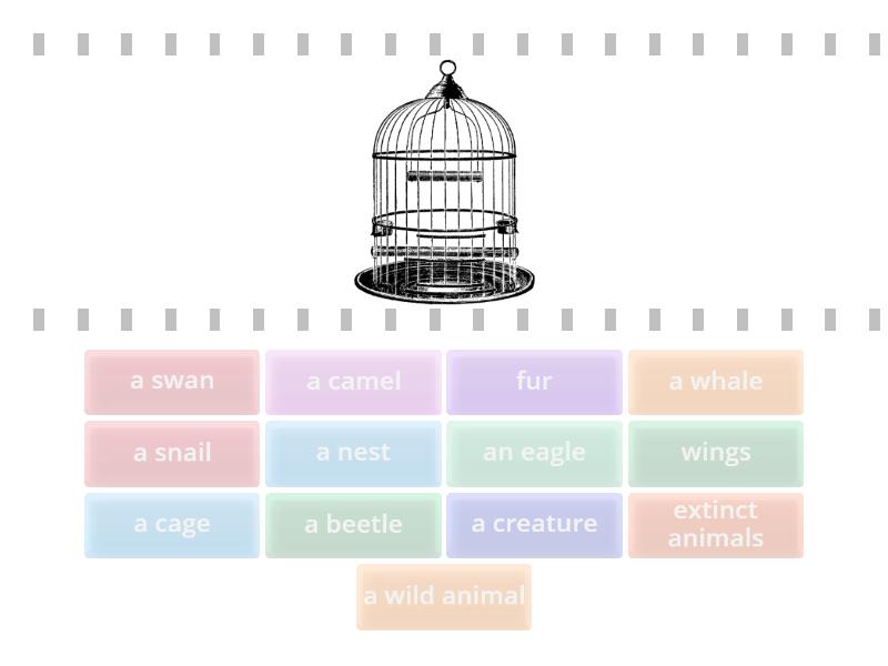 IEP Flyers wordlist Animals - Find the match