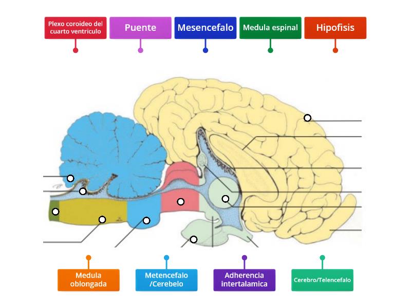 Cerebro de un caballo - Labelled diagram