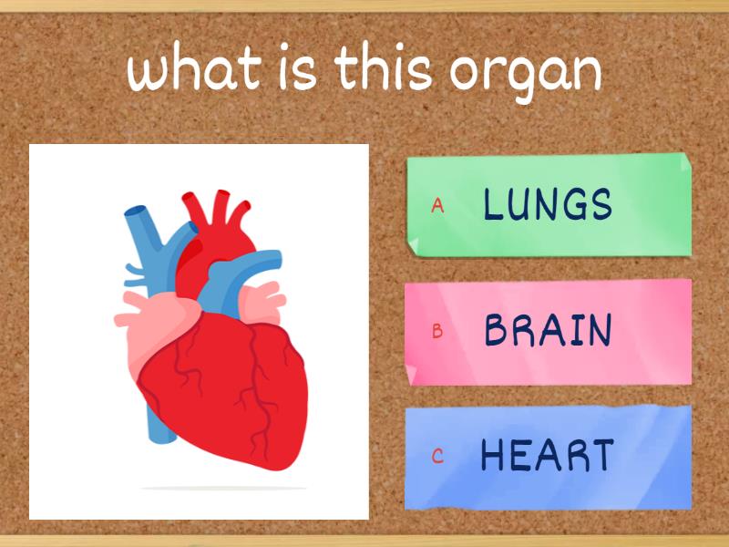 CIRCULATORY SYSTEM - Quiz