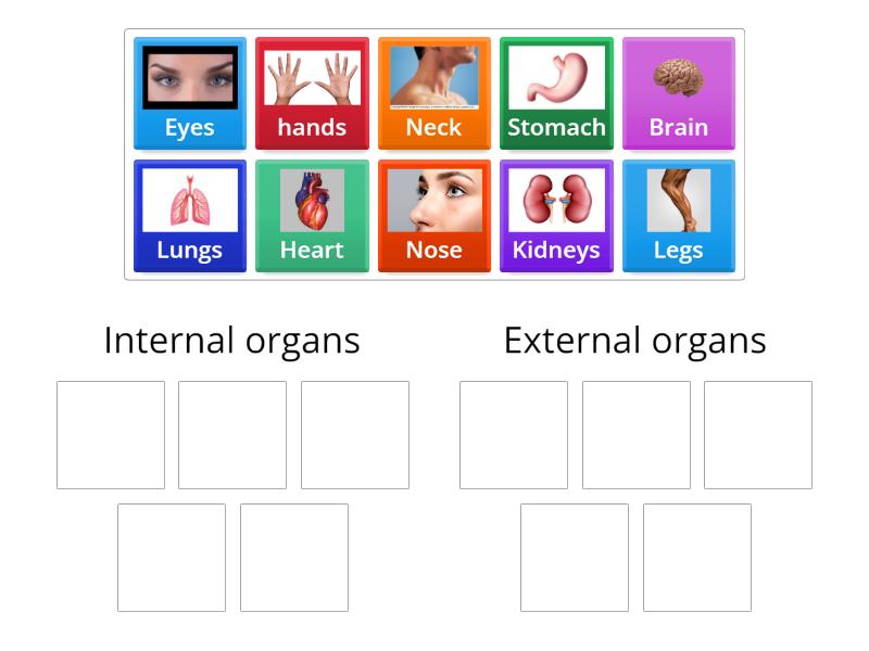 internal-v-s-external-organs-group-sort