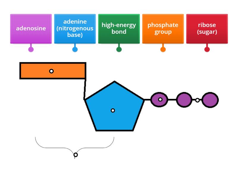 Label the ATP Molecule - Labelled diagram