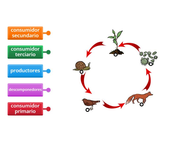 Cadena trófica alimenticia - Labelled diagram