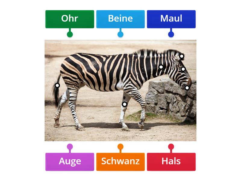 Zebra Labelled diagram