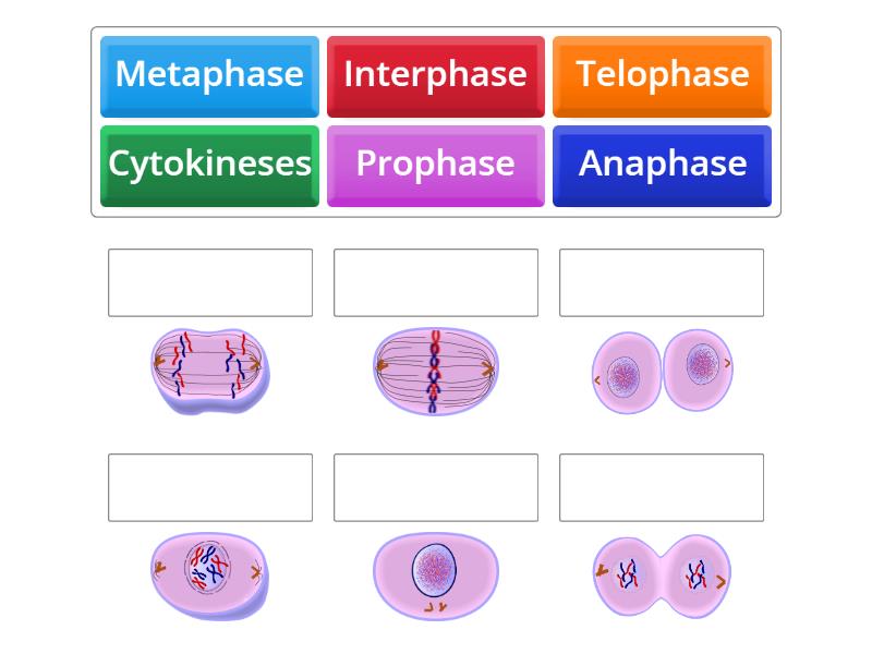 Phases Of Mitosis Match Up 