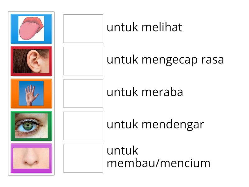 KUIS ANGGOTA TUBUH - Match up