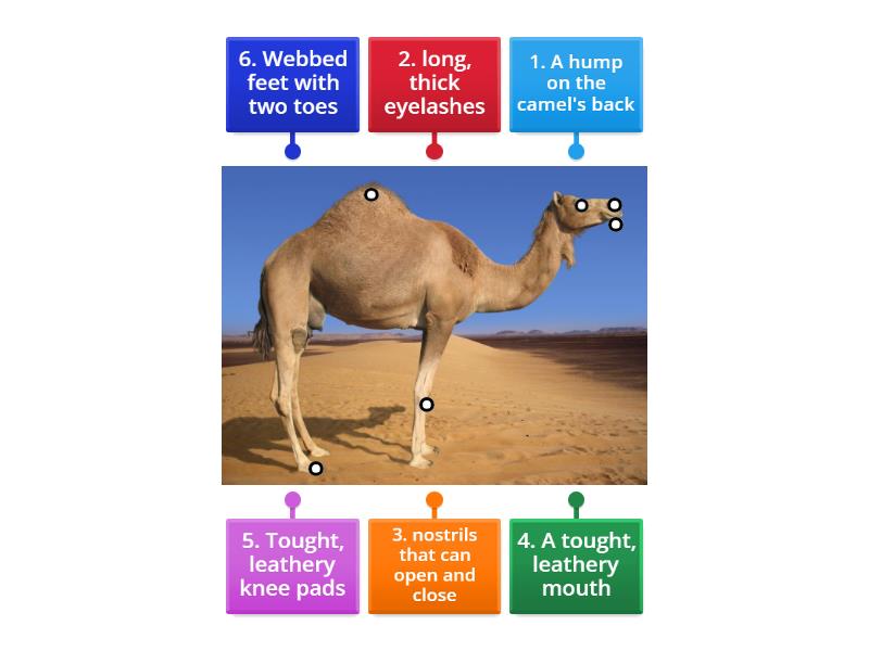 Camel's adaptation - Labelled diagram