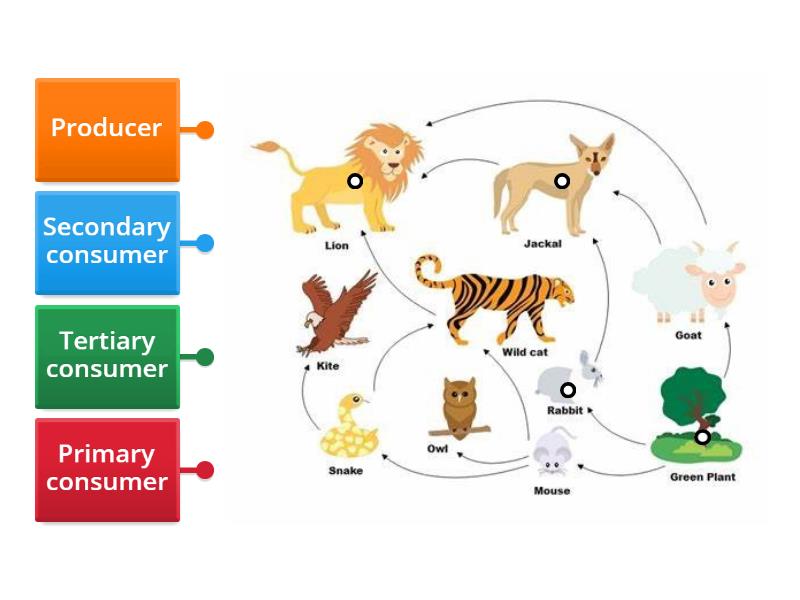 Braes Bge S2 Biodiversity Food Web Diagram - Labelled Diagram