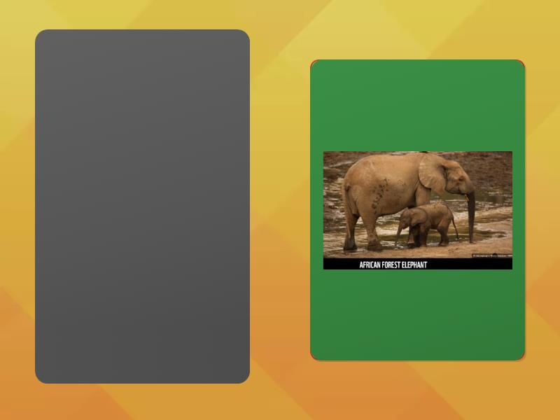 conservation-speaking-cards