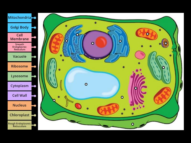 Plant Cell Labeling - Labelled diagram