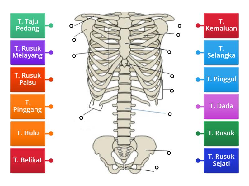 RANGKA BADAN - Labelled diagram