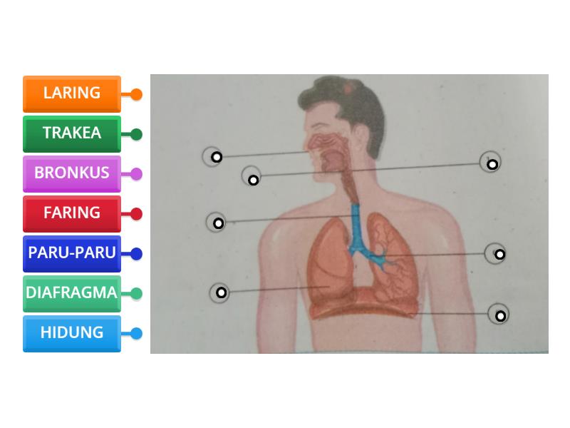 STRUKTUR DAN ORGAN PERNAFASAN - Labelled diagram