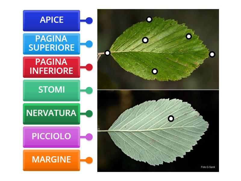 La Foglia Labelled diagram
