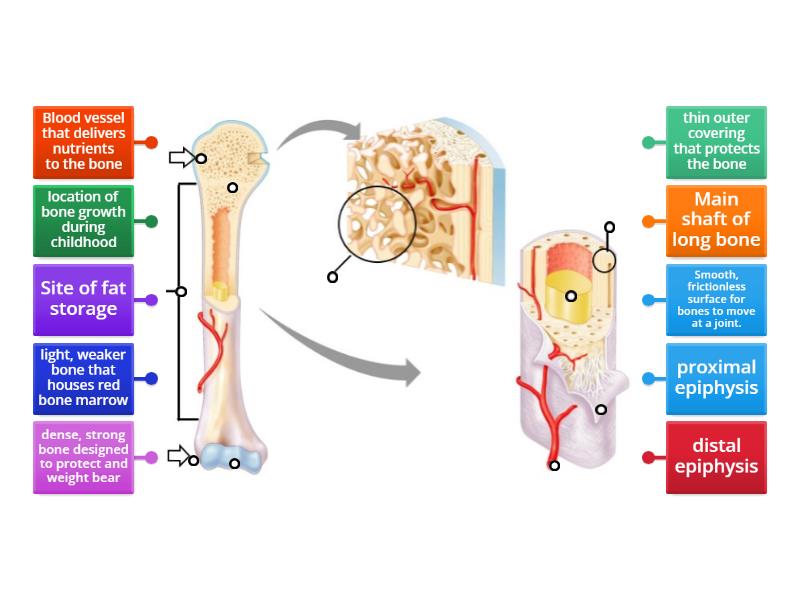 Anatomy of Long Bone - functions - Labelled diagram