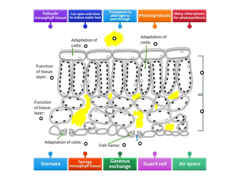 The leaf - structures, functions, adaptations and tissues - Labelled ...