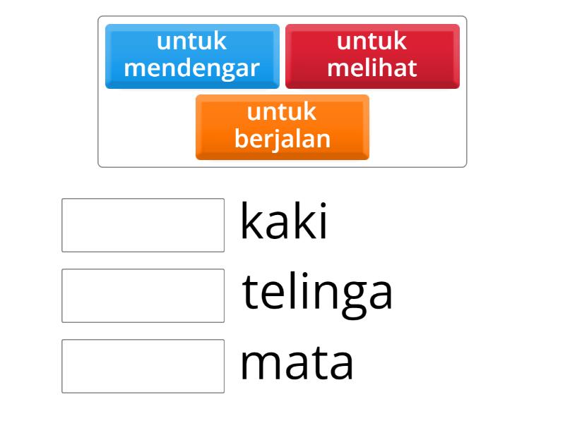 anggota tubuh - Match up