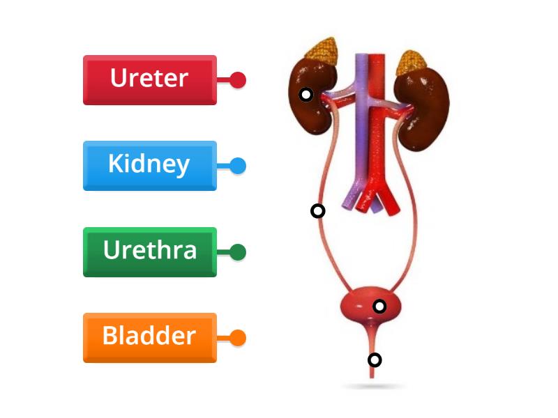 LABEL THE ORGANS IN THE EXCRETORY SYSTEM - Labelled diagram