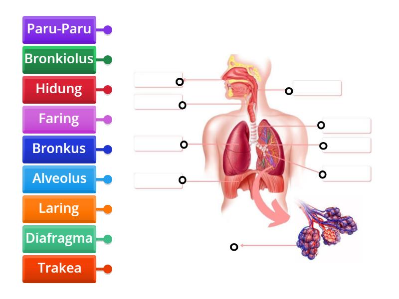 Organ Pernapasan Manusia Labelled Diagram