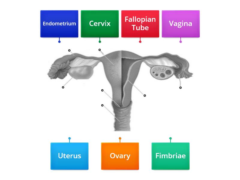 Female Reproductive System - Labelled diagram