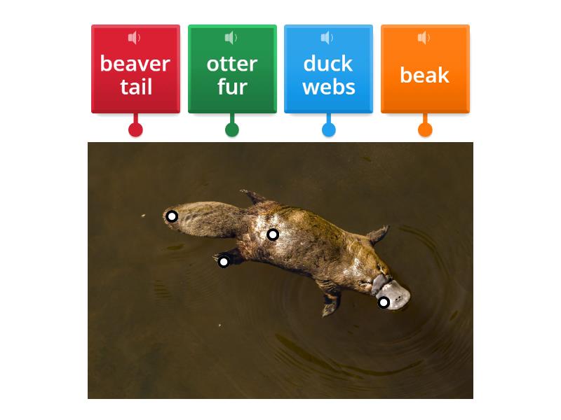 Platypus Labelled Diagram