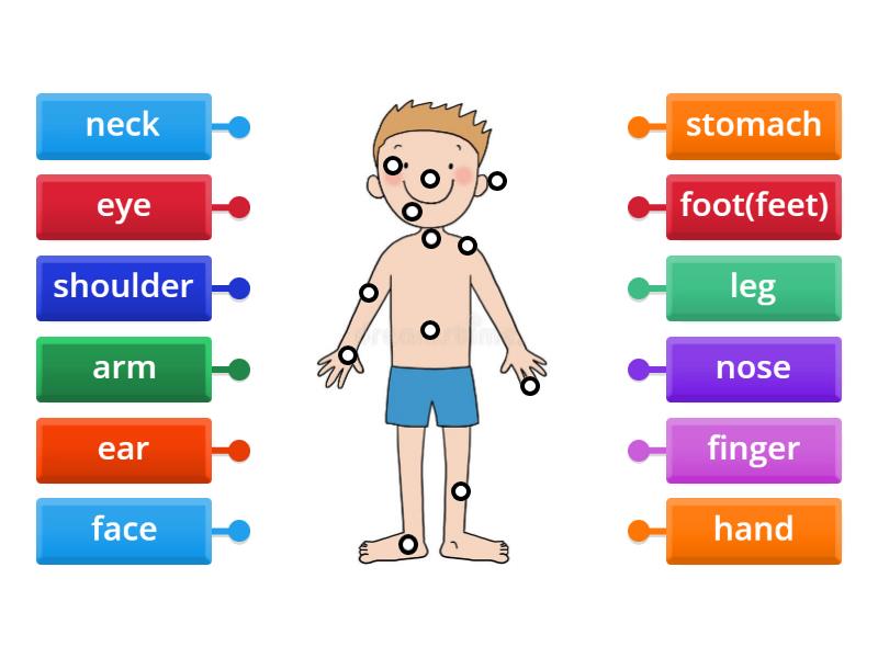 Body Parts - Labelled diagram