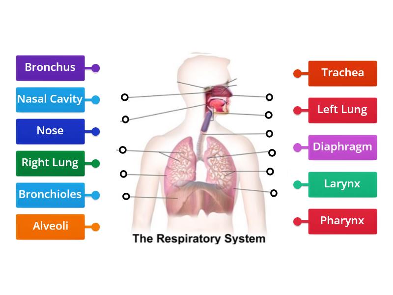 Learning Aim C - Respiratory System (Structure) - Labelled diagram