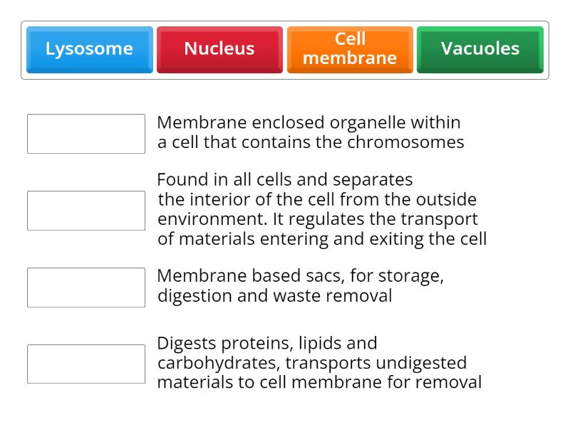 Recap - The basic structure of a cell - Match up