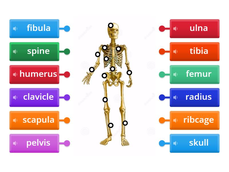 Locomotor system Skeleton - Labelled diagram