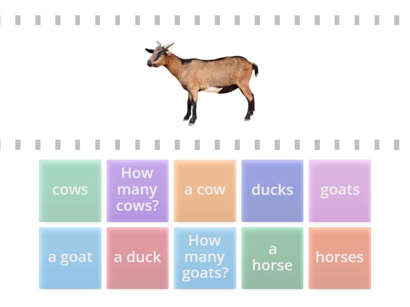 Unit 5 lesson 2: Farm animals- Find an match - Cada oveja con su pareja