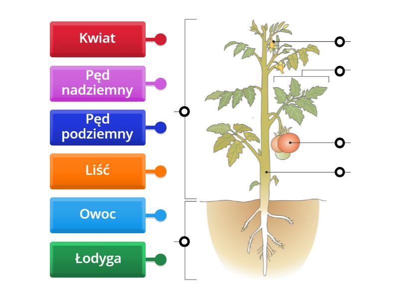 Quiz Biologia Klasa 5 Dział 4 Klasa 5 dział 4 Budowa i funkcje łodygi - Labelled diagram