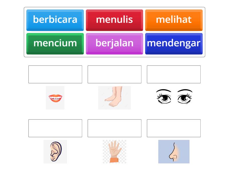 Anggota tubuh dan fungsinya - Match up