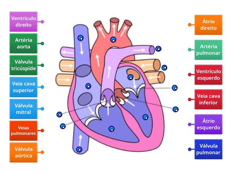 Sistema Cardiovascular - Labelled Diagram