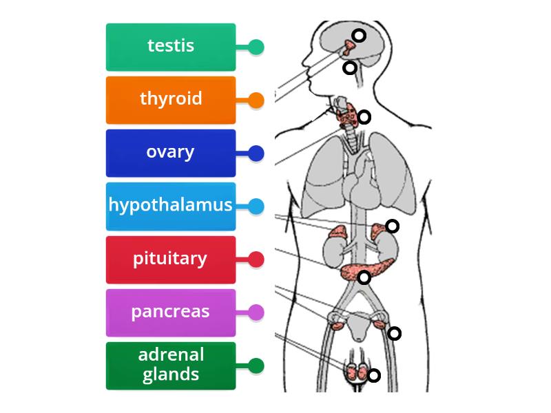 Endocrine system - Labelled diagram