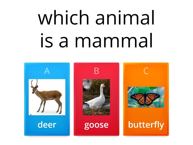 Mammals - Quiz