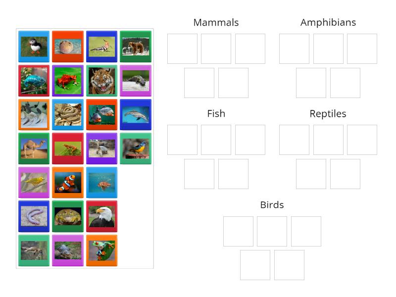 Animal Classification - Group sort