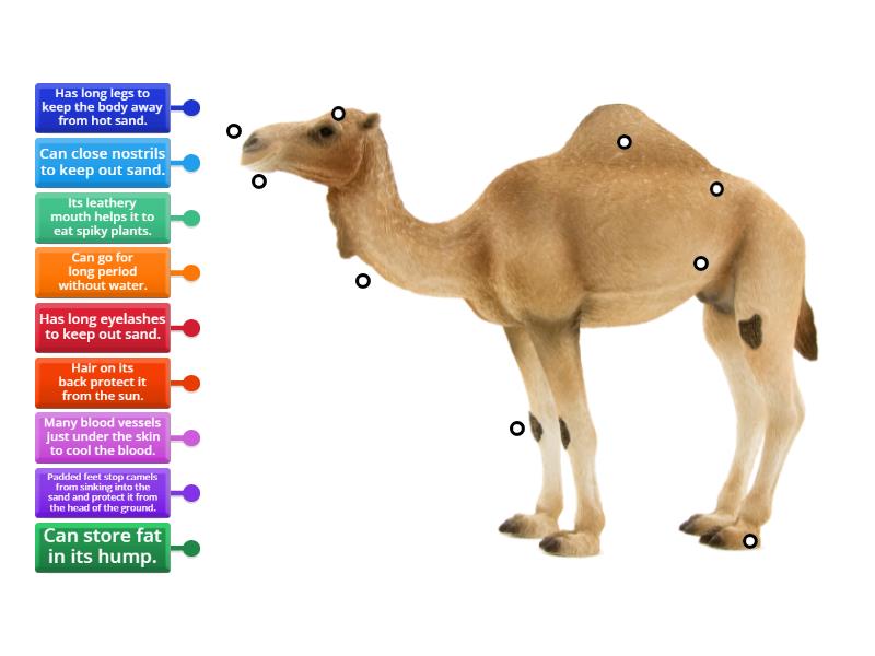 A camel's adaptation Year 6 - Labelled diagram