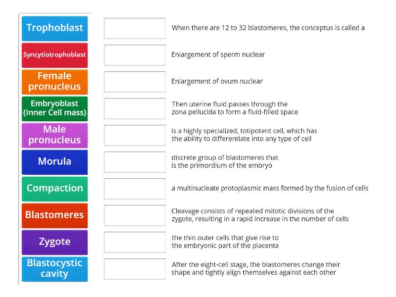 Class 10: Week 1: Fertilization To Implantation - Match up