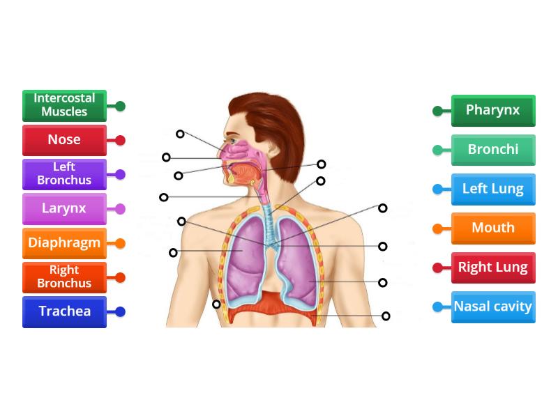 Structure of Respiratory System - Labelled diagram