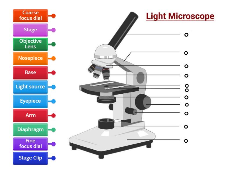 Labelled Microscope - Labelled diagram