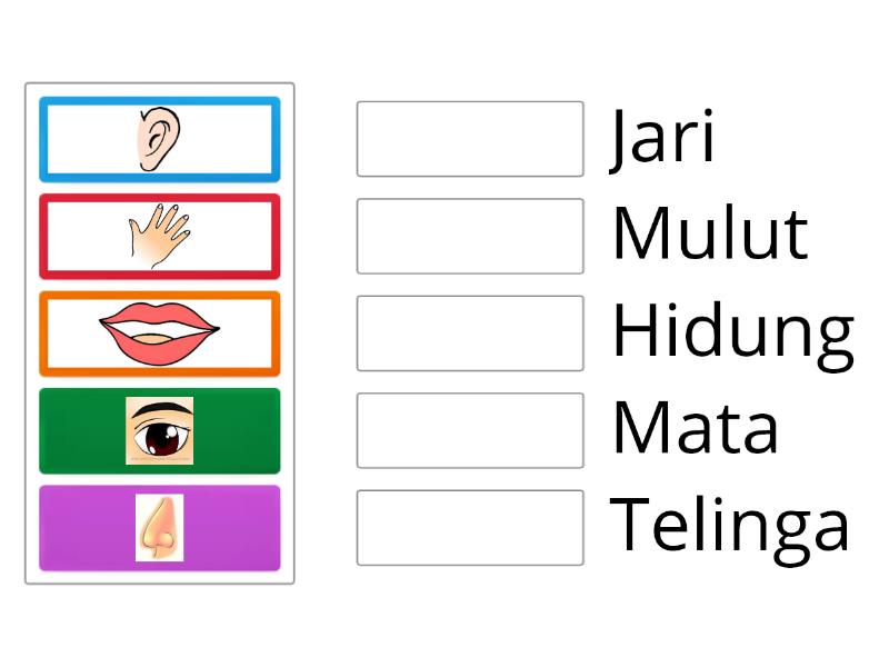 Pasangkan Gambar Bagian tubuh dengan namanya ! - Match up