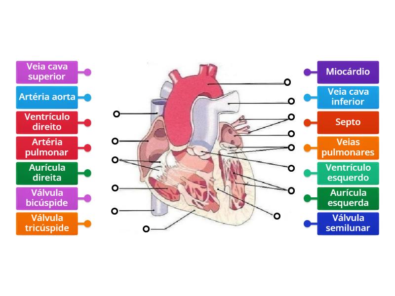 Constituição do coração - Labelled diagram