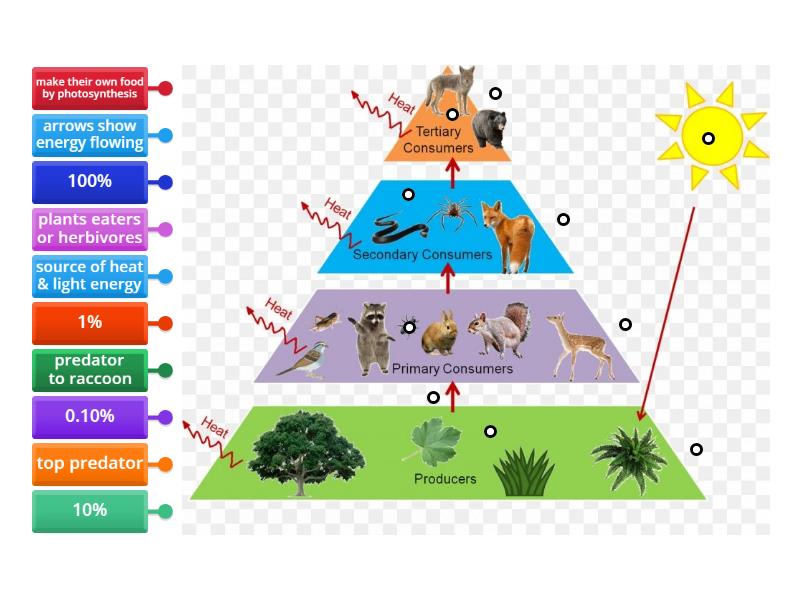 Food Chain Pryamid #2 - Labelled diagram