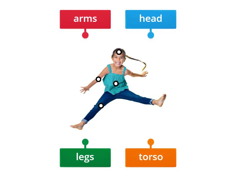 head-torso-and-legs-labelled-diagram