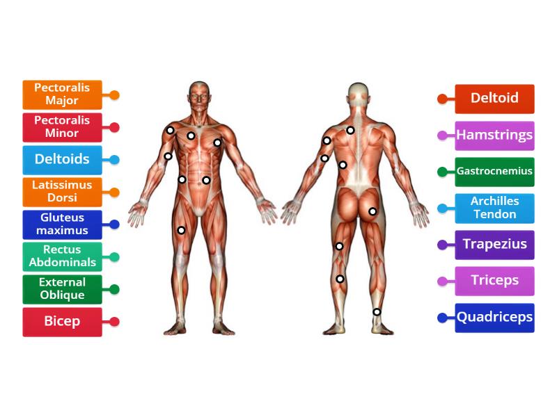 Label Main Skeletal Muscles - Labelled diagram