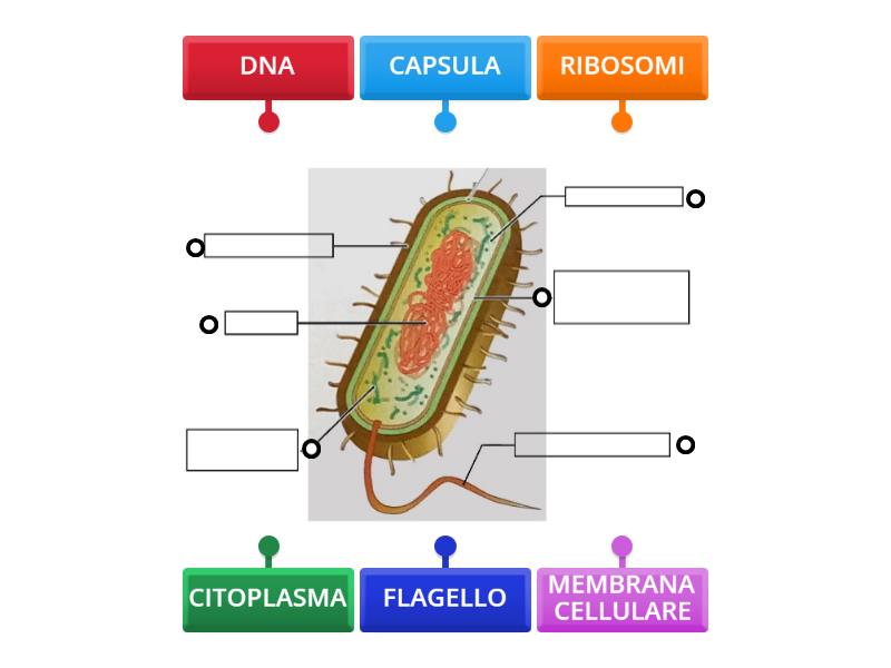 Cellula procariote - Labelled diagram