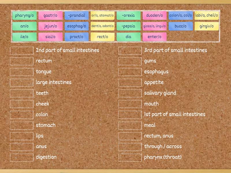Digestive system - Match up