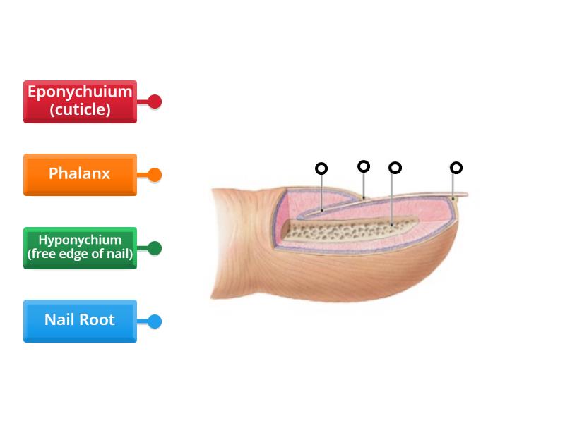 structure of nail - Labelled diagram