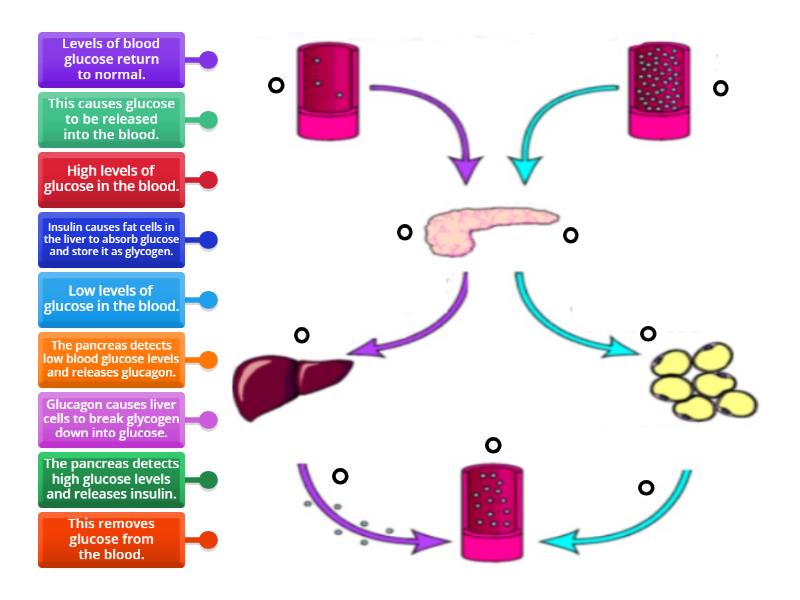 controlling-blood-glucose-levels-labelled-diagram
