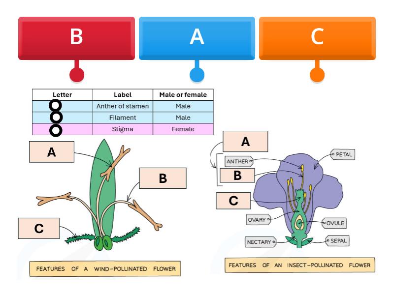Wind & insect pollinated flowers - reproduction - Labelled diagram