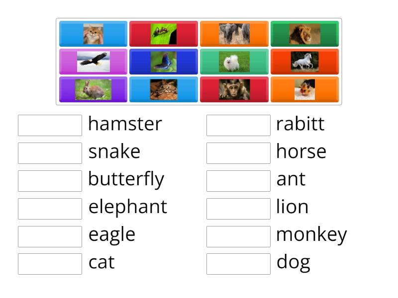 Lesson 1 - Animals - Match up